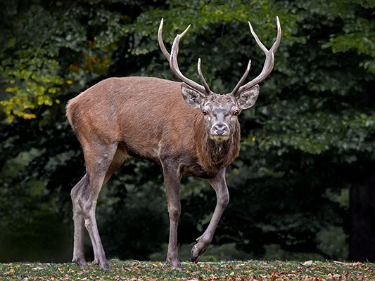 a deer with wood surprised to see a photographer lying on the floor wildlife photography copyright Claude Halet Nikon DX3 lens 400 mm