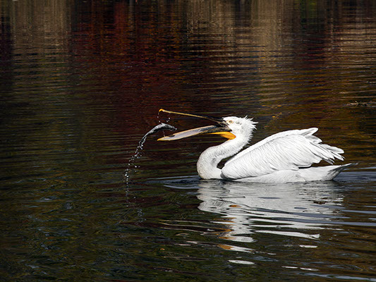 white pelican with yellow beak swallowing a live fish wildlife photography copyright Claude Halet Nikon DX3 lens 70 200 mm