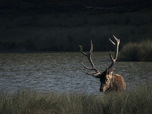 deer with large wood up the bank of a lake wildlife photography copyright Claude Halet Nikon DX3 lens NIKKOR 500 mm