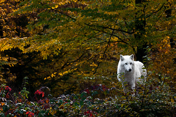 Wild white wolf advancing in a colorful forest wildlife photography copyright Claude Halet Nikon DX3 lens Tamron 150 600 mm
