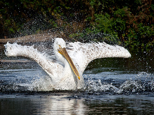white pelican with yellow beak in a spray of water wildlife photography copyright Claude Halet Nikon DX3