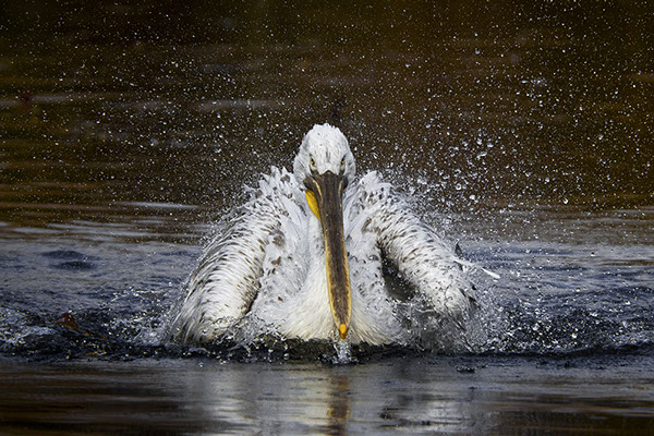 white pelican with yellow beak in a spray of water wildlife photography copyright Claude Halet Nikon DX3
