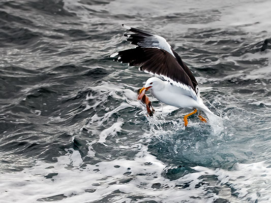 Seagull holding in its beak a fish snatched a wave wildlife photography copyright Claude Halet Nikon DX3 lens NIKKOR 70 200 mm