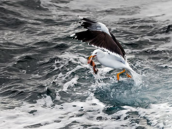 Seagull holding in its beak a fish snatched a wave wildlife photography copyright Claude Halet Nikon DX3 lens NIKKOR 70 200 mm