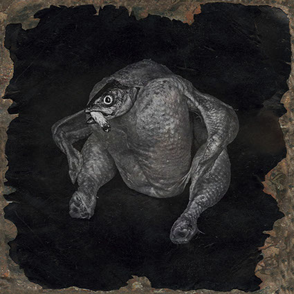 picture of a chicken, a dead fish with a cigarette shot in studio Halet with a Mamiya medium format digital back Phase One