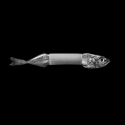 picture of a dead fish trapped in an Italian penne shot in studio Halet with a Mamiya medium format digital back Phase One
