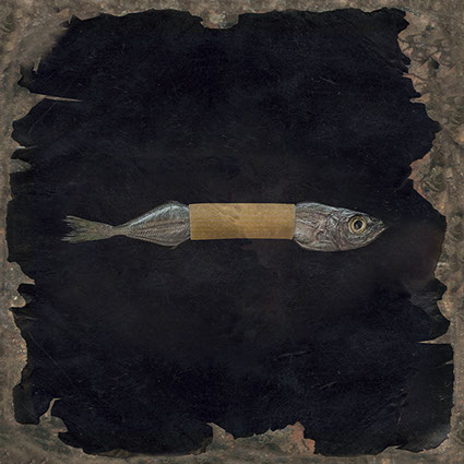 picture of a dead fish trapped in an Italian penne shot in studio Halet with a Mamiya medium format digital back Phase One