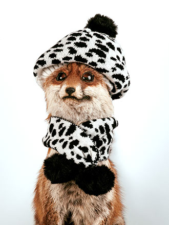 creative picture fox disguised, dressed with funny hat, extraordinary and original glasses shot in studio Halet with a Mamiya medium format