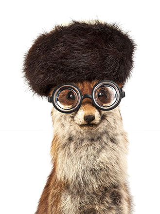 creative picture fox disguised, dressed with funny hat, extraordinary and original glasses shot in studio Halet with a Mamiya medium format