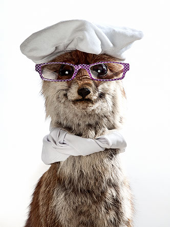 creative picture fox disguised, dressed with funny hat, extraordinary and original glasses shot in studio Halet with a Mamiya medium format