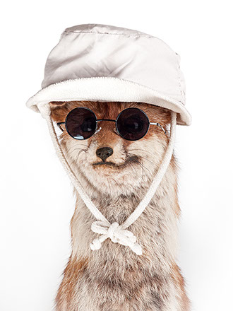 creative picture fox disguised, dressed with funny hat, extraordinary and original glasses shot in studio Halet with a Mamiya medium format