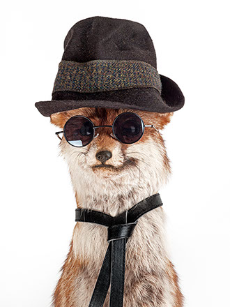 creative picture fox disguised, dressed with funny hat, extraordinary and original glasses shot in studio Halet with a Mamiya medium format