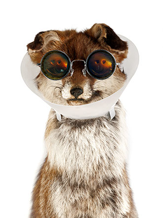 creative picture fox disguised, dressed, extraordinary and original glasses shot in studio Halet with a Mamiya medium format digital back phase 