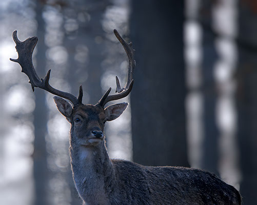 a deer with antlers in the early morning in blue light against the light fish wildlife photography copyright Claude Halet Nikon DX3 lens 600 mm