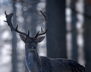 a deer with antlers in the early morning in blue light against the light fish wildlife photography copyright Claude Halet Nikon DX3 lens 600 mm