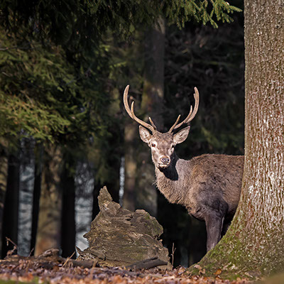 hide and seek game with a deer in the forest wildlife photography copyright Claude Halet Nikon DX3 lens NIKKOR 500 mm