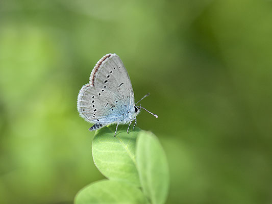 Orange white blue butterfly sitting on a green grass surrounded by a green gradient blur wildlife photography copyright Claude Halet Nikon DX3 l